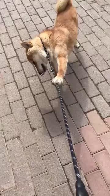 吃瓜不忘狗子,揭秘娱乐圈背后的温馨瞬间  第2张